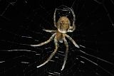 venstersectorspin (zygiella x-notata) 10-2011 1309